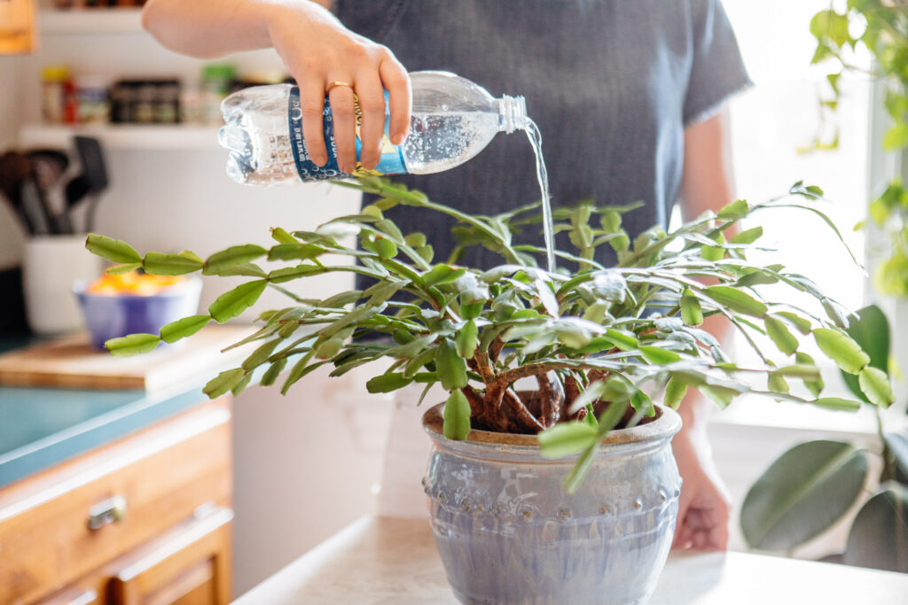 watering plant with tonic water