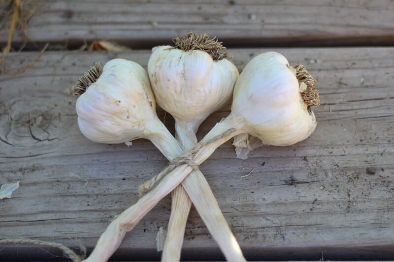 start braiding garlic