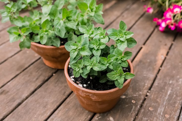 growing oregano