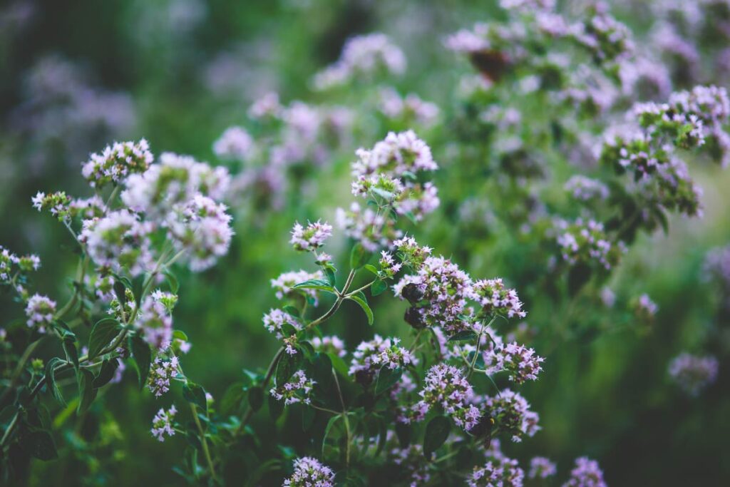 oregano flowers