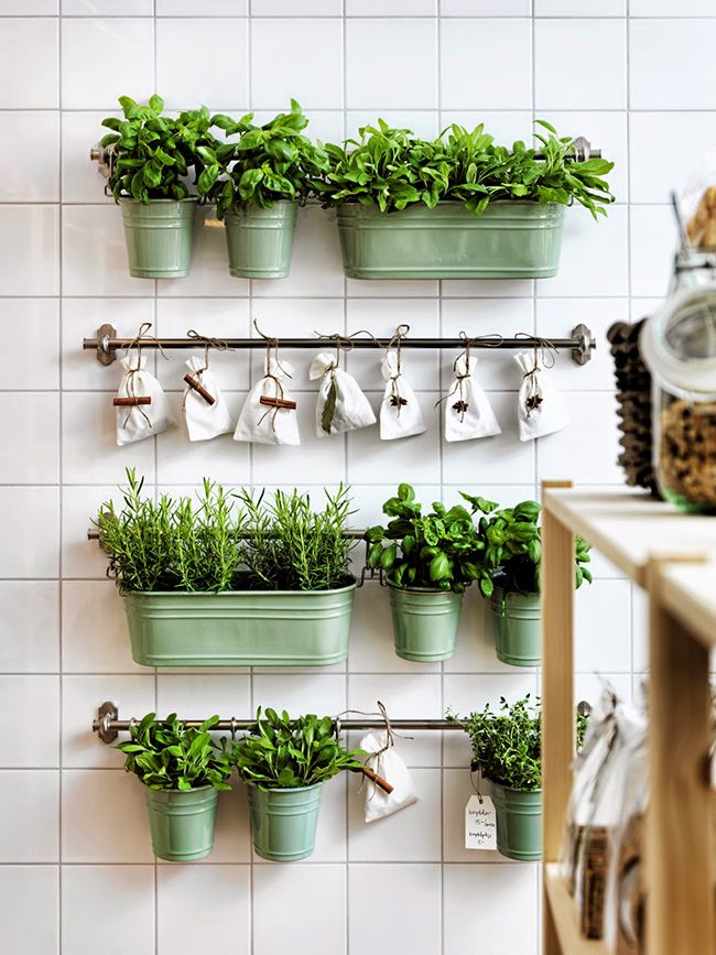 hanging plants in the kitchen