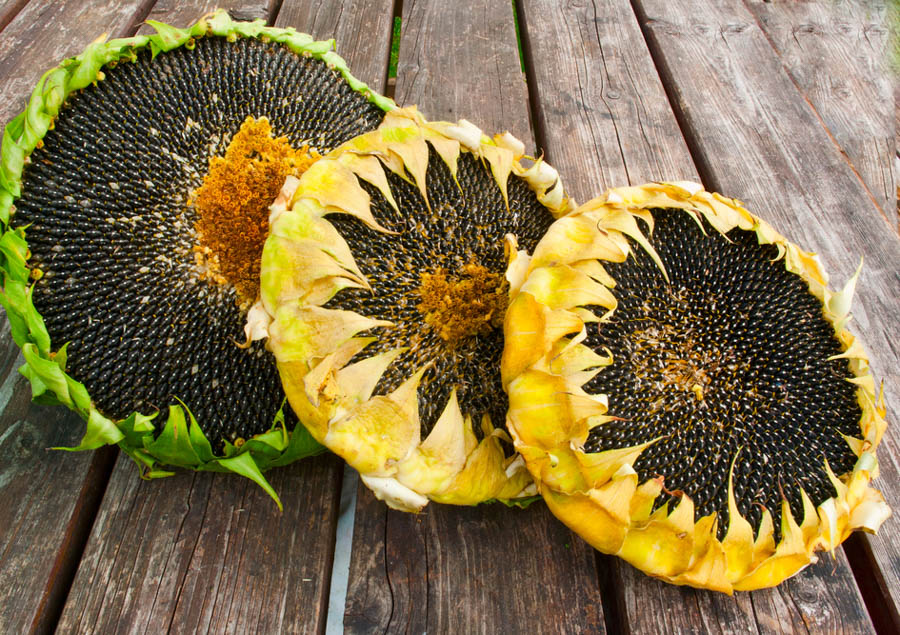 harvesting sunflower