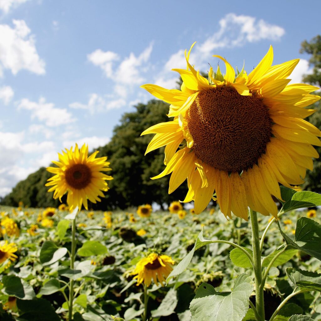 sunflower