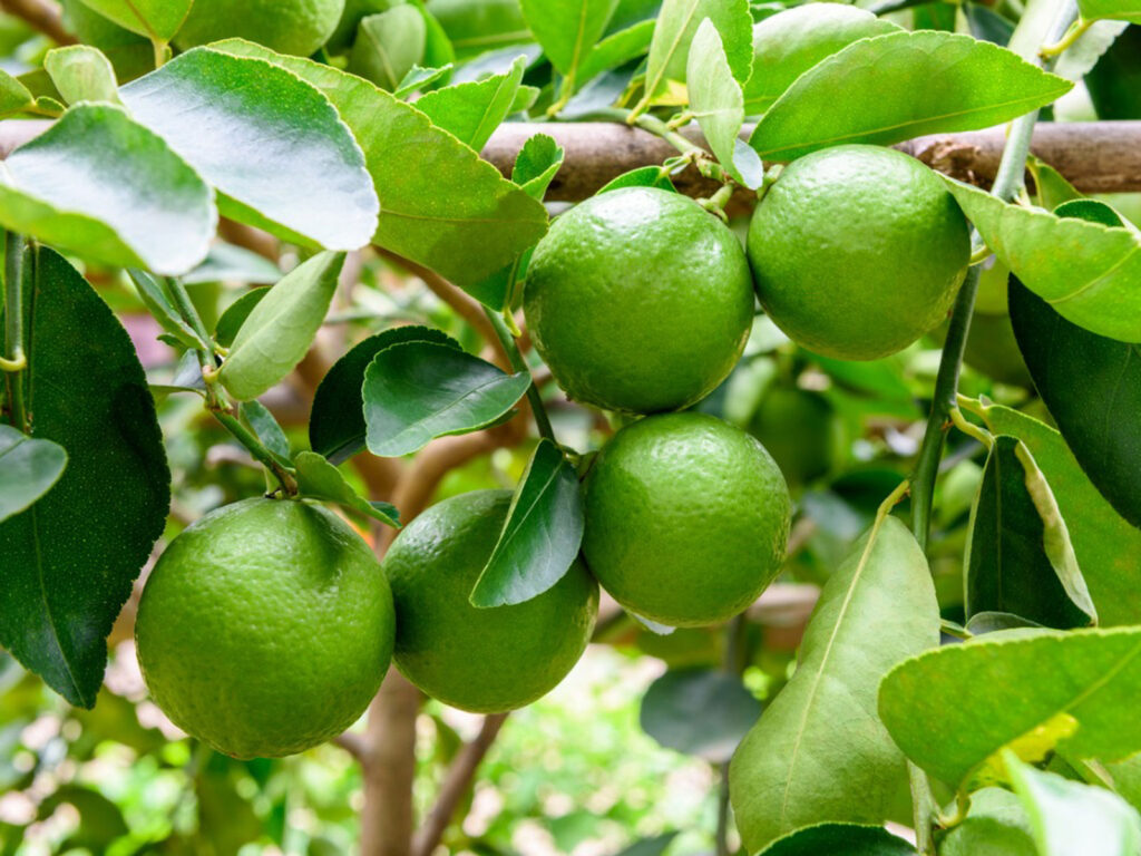 lime tree