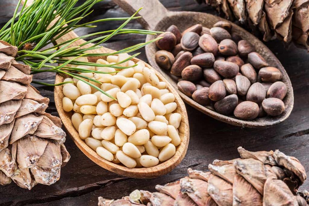 pine nuts hervest