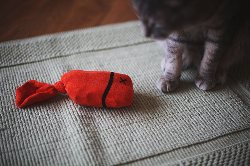 old socks cat fish toy kittyclysm