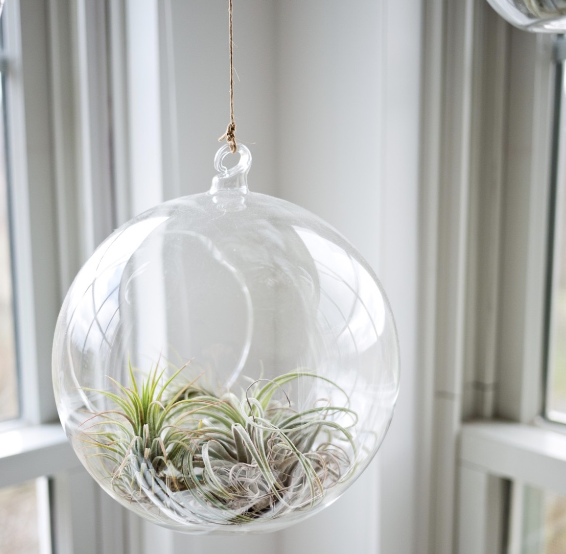 Hanging Plants From Curtain Rods