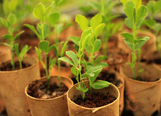 toilet paper rolls seed starters siteforeverything