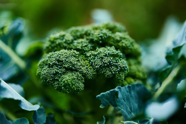 Is Broccoli Man Made