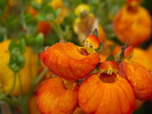 Calceolaria