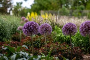 Allium