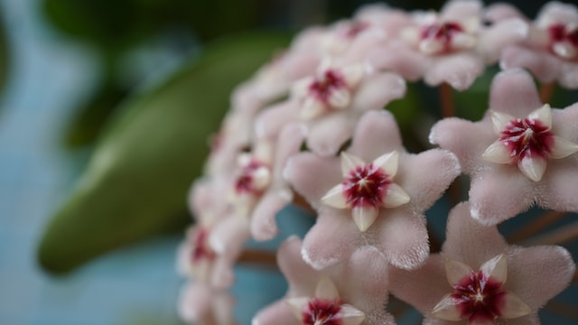 Hoya Carnosa