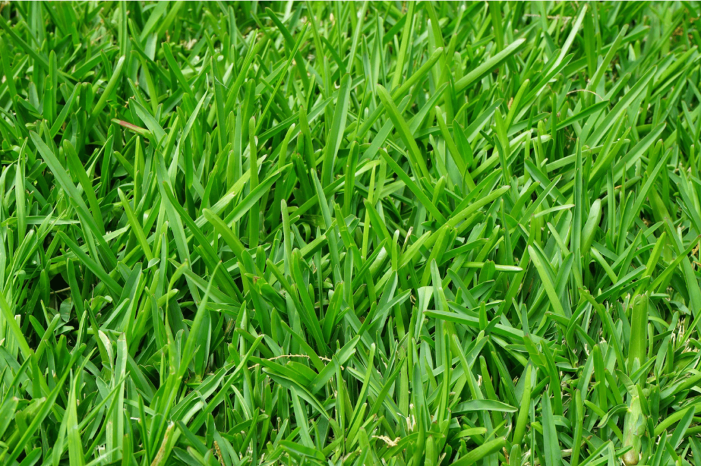 Artificial Grass