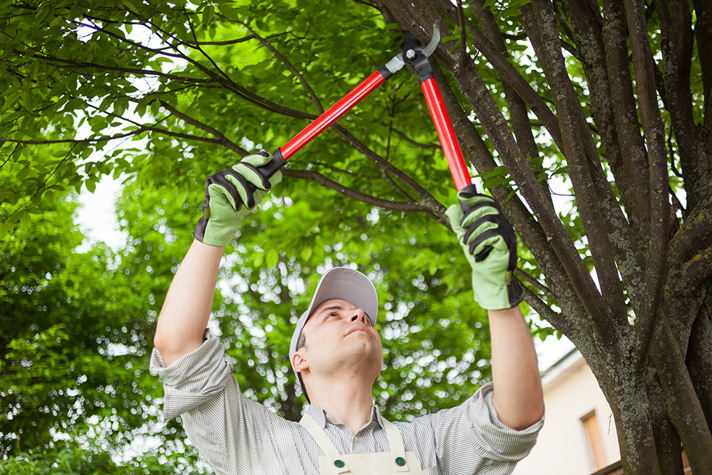 Pruning tree