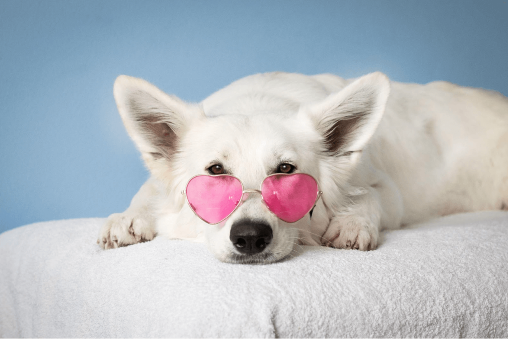 dog with pink glasses
