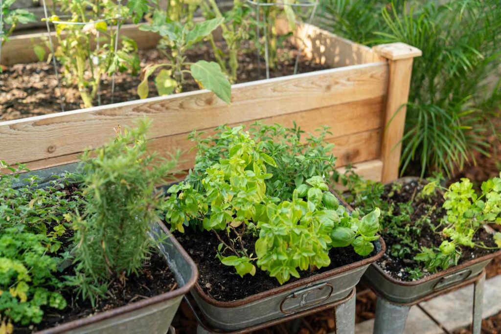 planning a herb garden