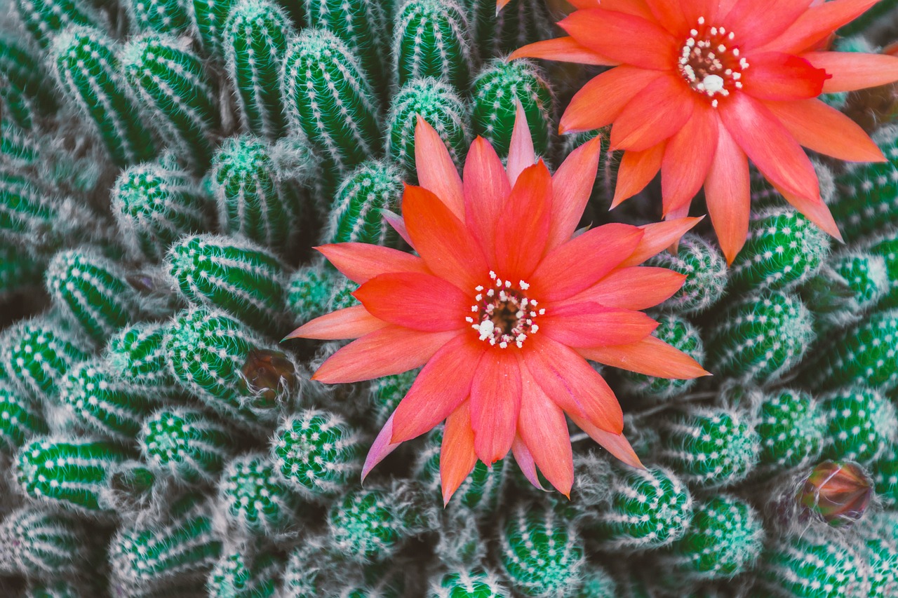 cactus with red flower