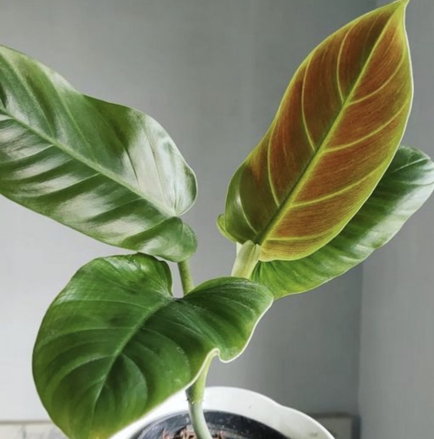 Philodendron Subhastatum