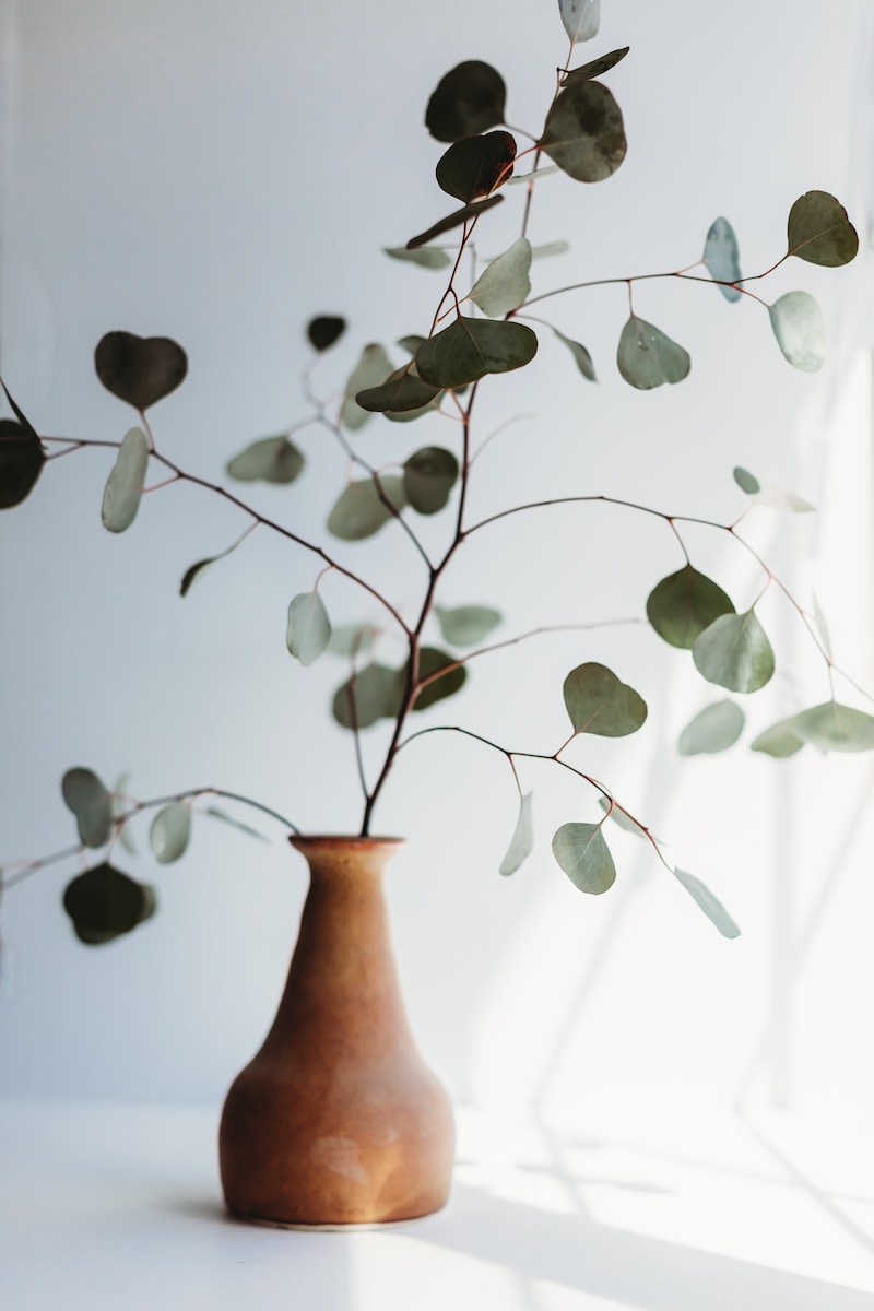 Discover the Secrets How Long Do Eucalyptus Last in Your Home and Garden?