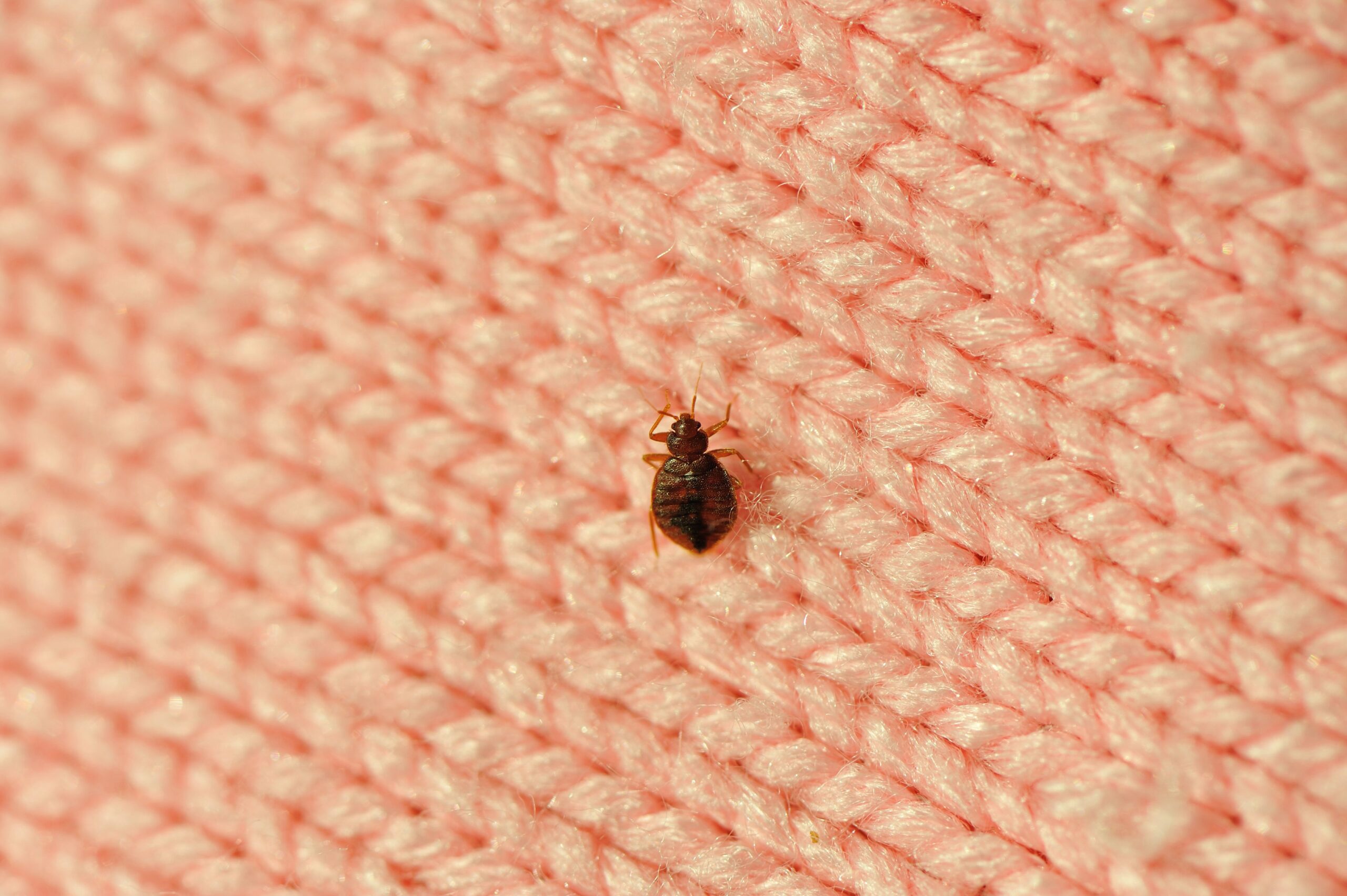 bed bugs scaled