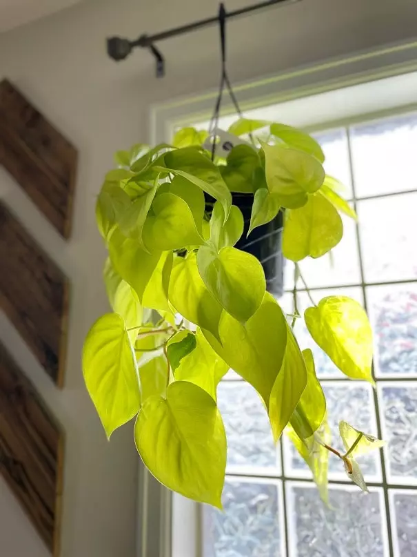 neon philodendron