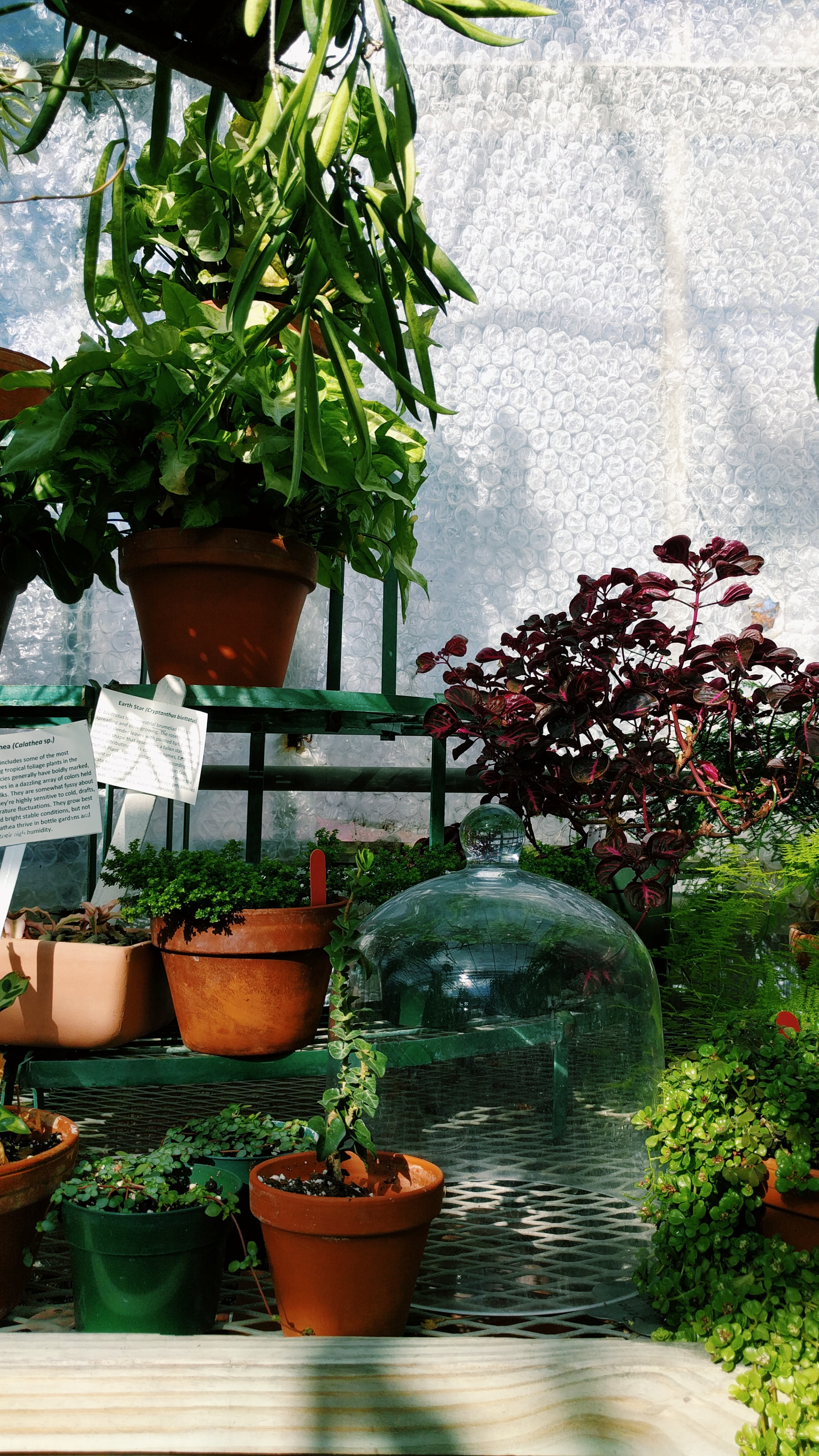 calathea plants