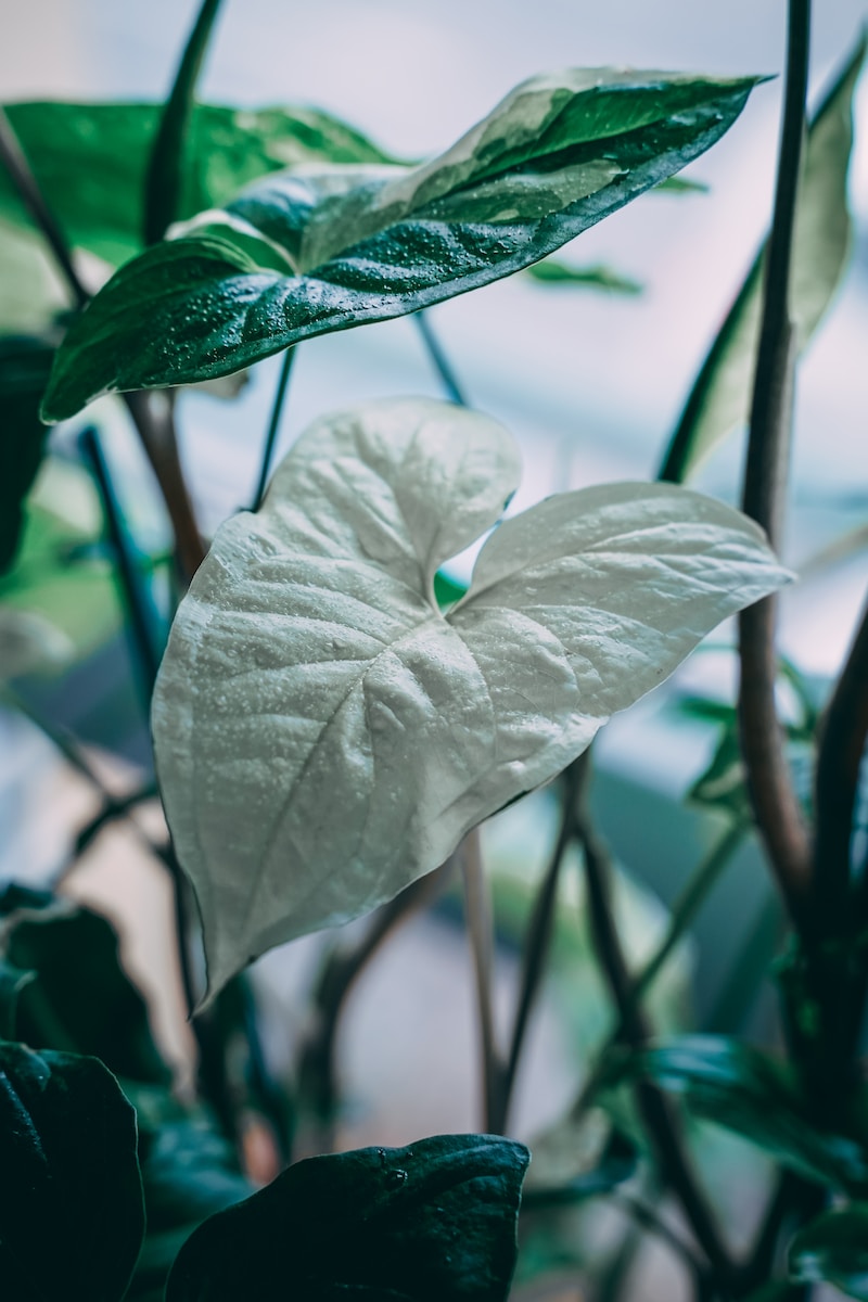 a close up of a plant with leaves