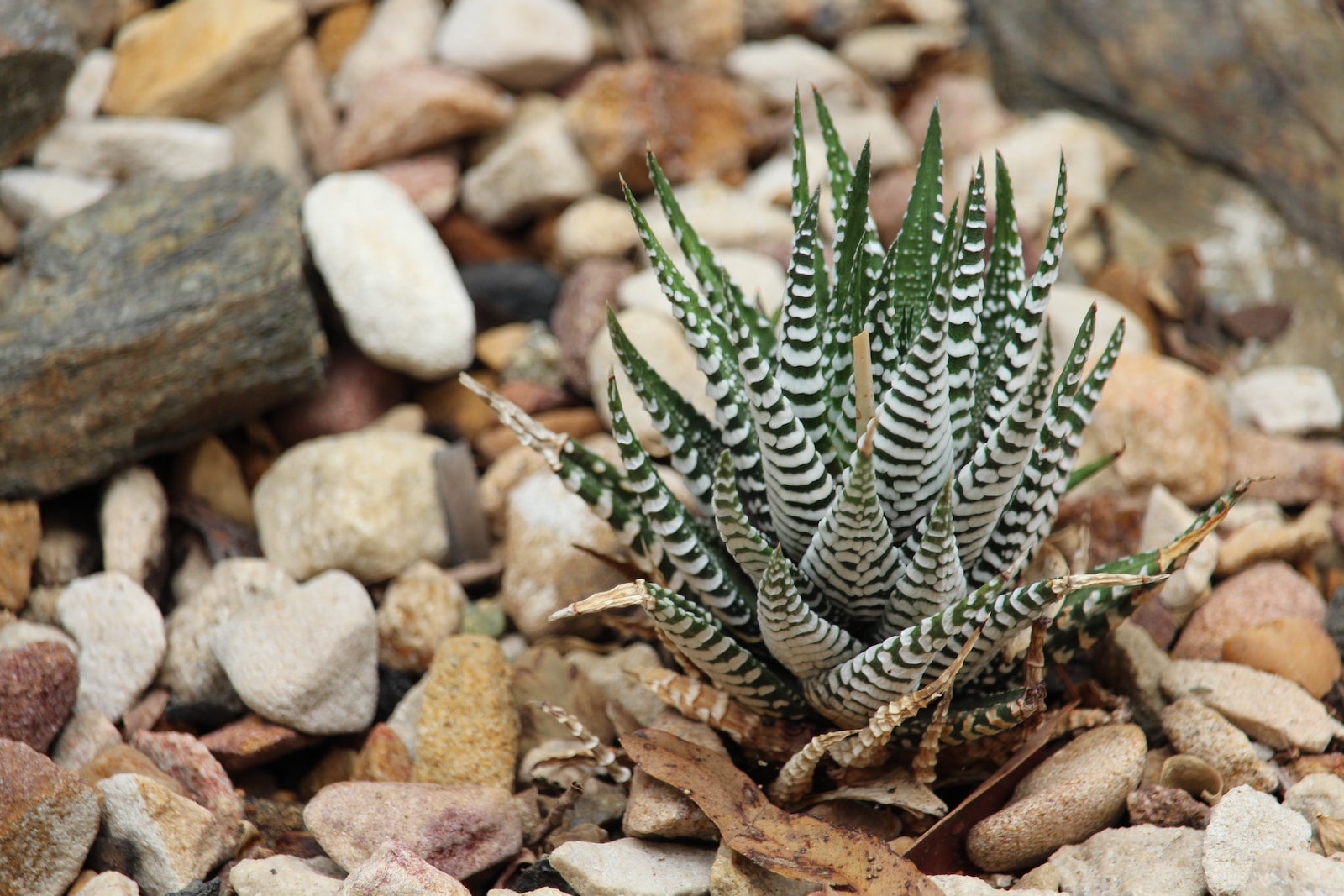 haworthia flower