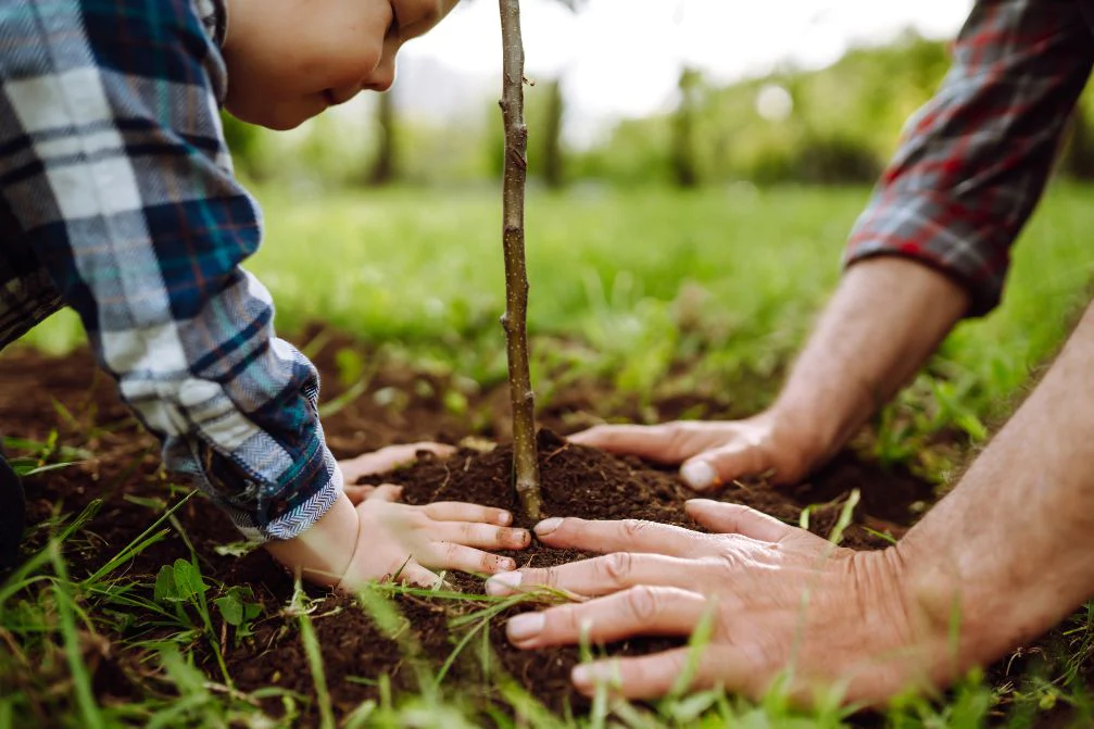 planting