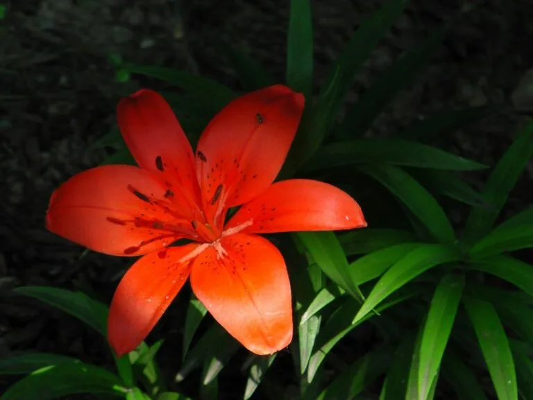 Orange Bird of Paradise: A Splash of Tropical Brilliance in Your Garden