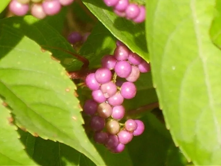 Are Beauty Berries a Hidden Edible Gem? Uncovering the Truth