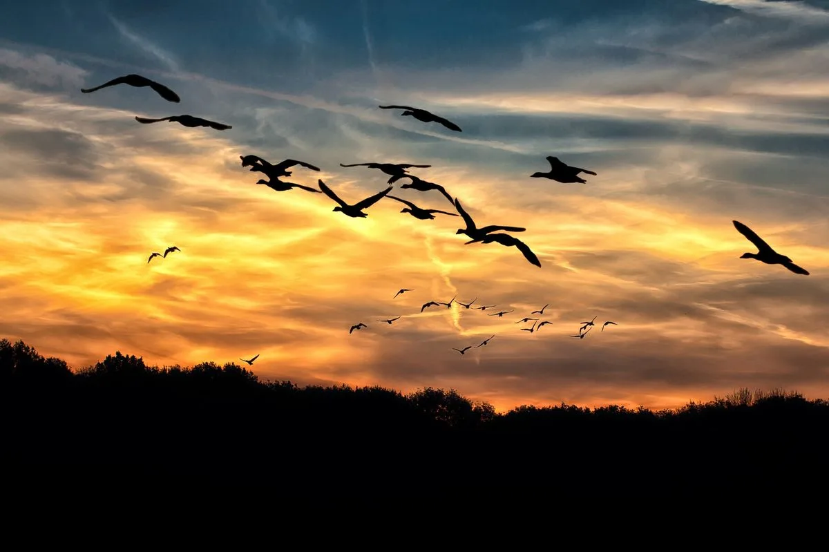 The Honking Ballads: A Tribute to Our Feathered Friends