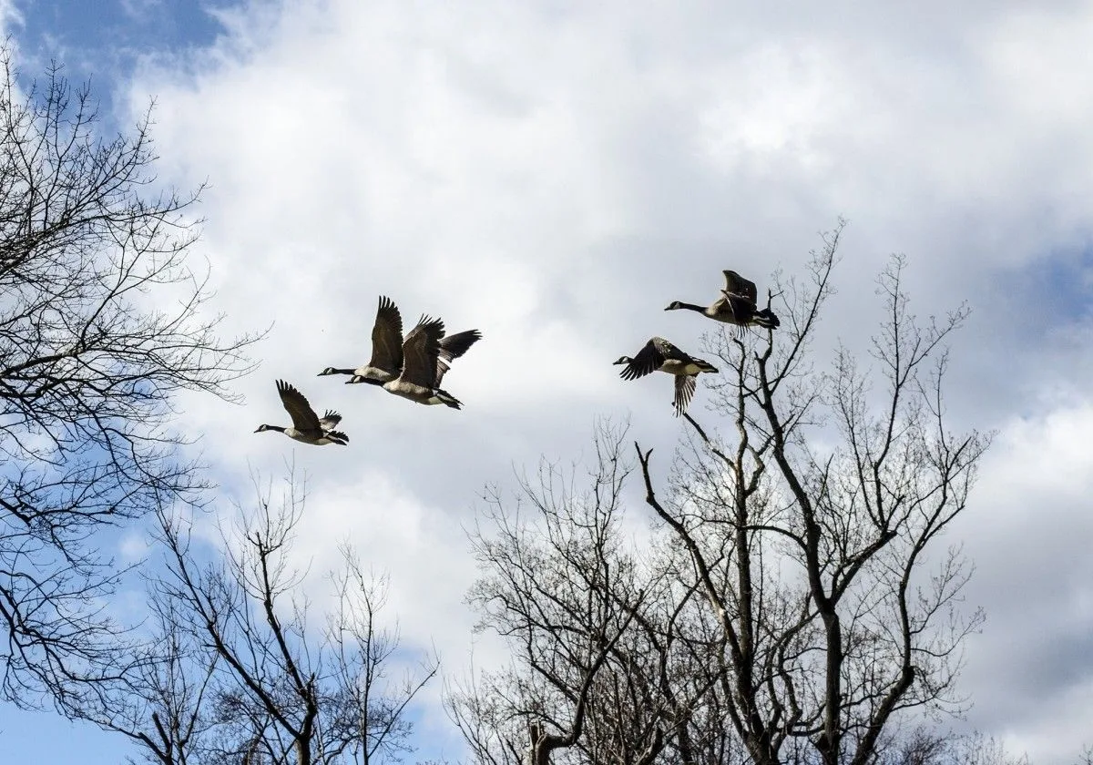 The Melancholy of Migration: Ballads of Leaving and Returning