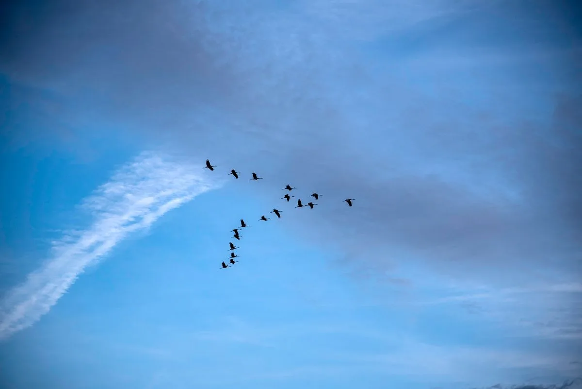 Feathered Philosophies: Lessons Learned from Goose Lore
