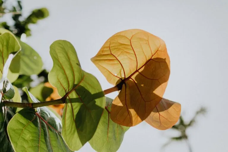 Silver Buttonwood: The Shimmering Highlight of Coastal Landscapes