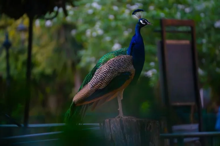The Dazzling World of Variegated Birds of Paradise: All You Need to Know