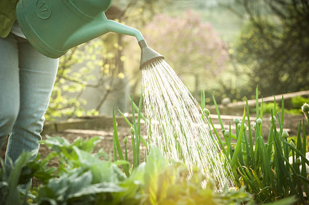 plants watering